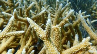 Bleached coral