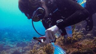 Maya Gomez plants lab-cultivated corals